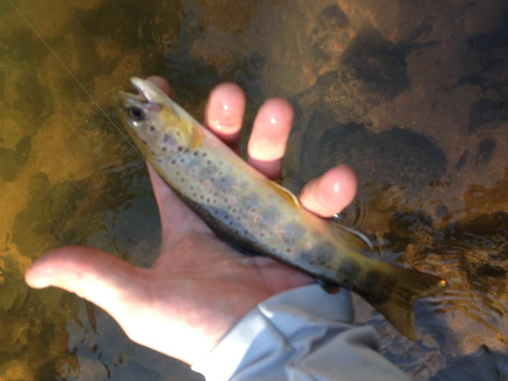 Ultralight Fly Fishing • Beaver Creek Wilderness Area 9Aug14